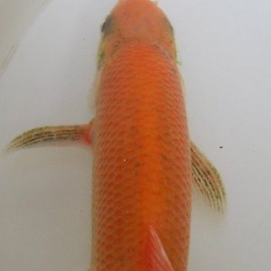 fish_orfe_2.JPG