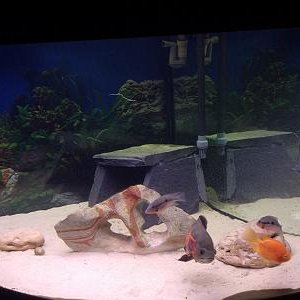 new_tank_017.jpg