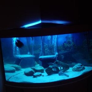 new_tank_020.jpg