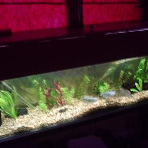 new_tank_022.jpg