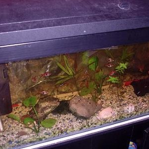 new_tank_027.jpg