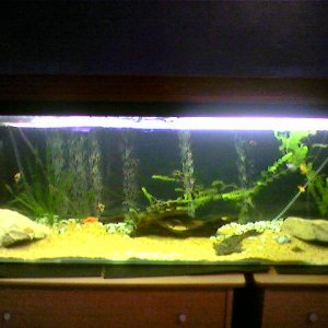 tank9.jpg