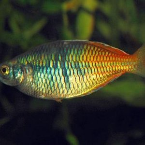 Melanotaenia_boesmani_female.JPG
