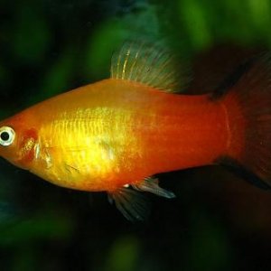 Male_platy.JPG