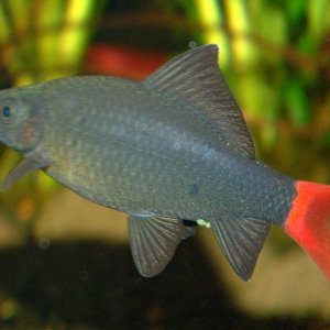 Red_Tail_Black_Shark.JPG
