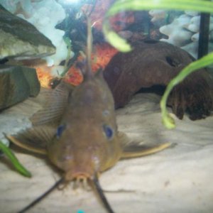catfish.JPG