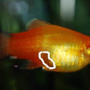 Female_platy_pregnant.JPG