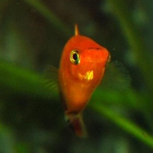 Male_platy_profile.JPG