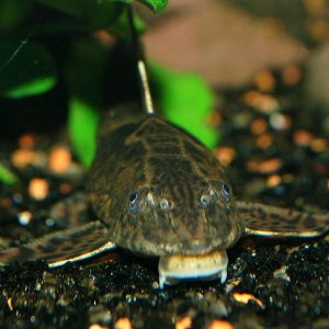 Whiptail_headview_femaleWeb.JPG