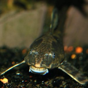 Whiptail_headview_maleWeb.JPG