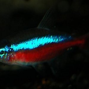 CardinalTetra1Web.JPG