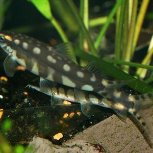 ChainLoach3Web.JPG