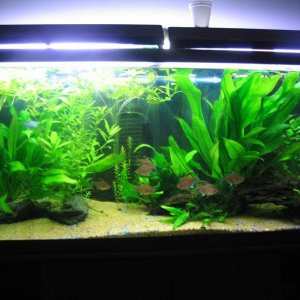 planted_tank.JPG