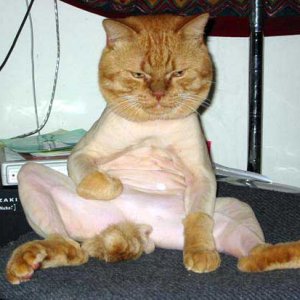 shavedcat.jpg