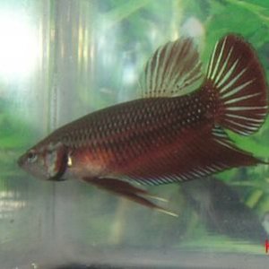 Ebay_Betta.jpg