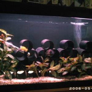 cichlids0001.jpg