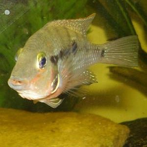 firemouth2.jpg
