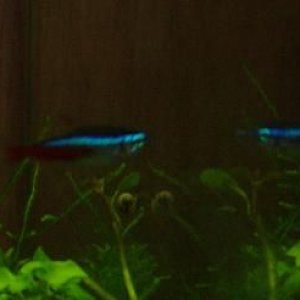Fish013redo.JPG