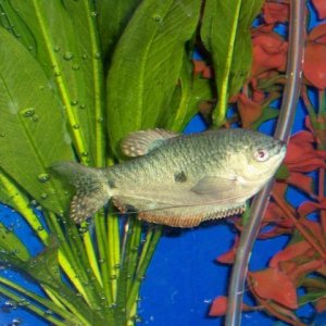 blue_gourami.jpg