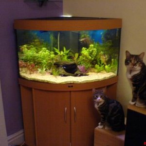 cats_n_fish.JPG