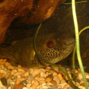 Red_Eyed_Puffer3.JPG