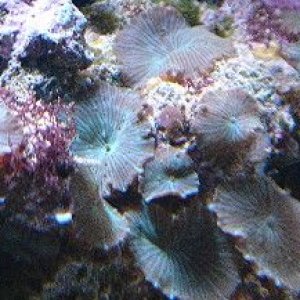 pic51_greenstripedmushroom.jpg