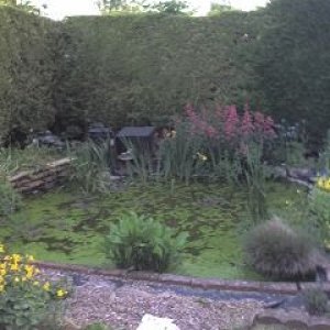 Pond1.jpg