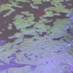 pond2.jpg