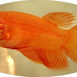 Orange_CT.jpg