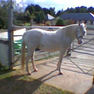 Bella.jpg