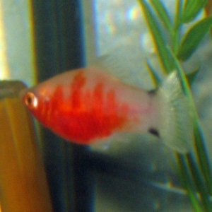 fish2_094.jpg