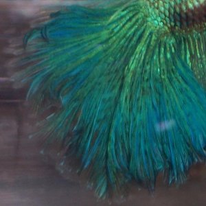HM_tail_001.jpg