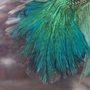 HM_tail_003.jpg