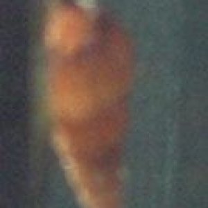 snail2.jpg