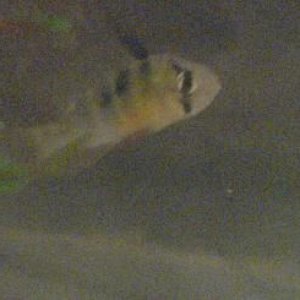 unknown2.JPG