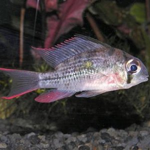 Bolivian_Ram.jpg