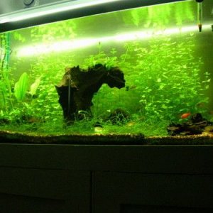 plantedjune06.jpg