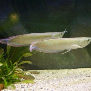 arowana.jpg