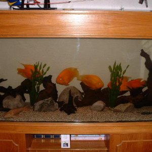 fish_tank_0011.JPG