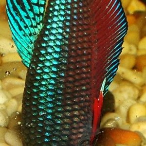 betta4.JPG