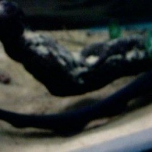 electric_eel_3.jpg