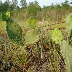 Cactus.JPG