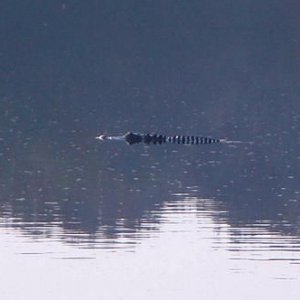 Gator2.JPG
