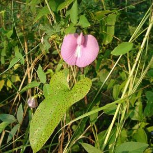 Flower.JPG