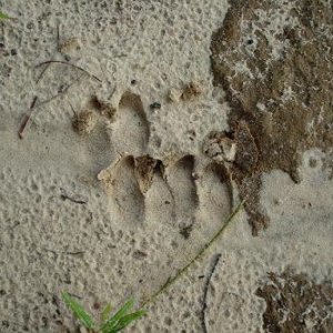 Hog_Tracks.JPG