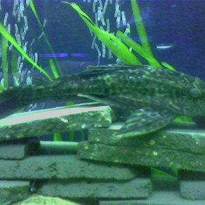 Plec.jpg