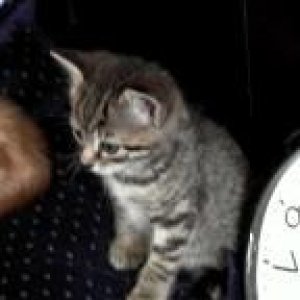 kitten_ginger.JPG