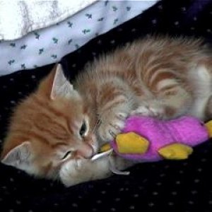 fiddy_with_toy.JPG