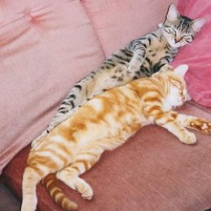 ginger_and_fiddy_sleeping.JPG
