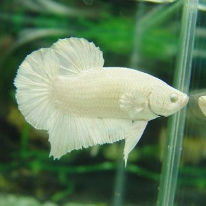 White_Betta.jpg